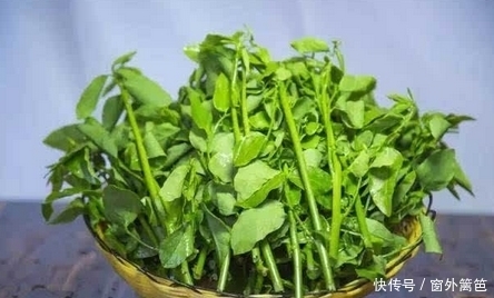 清热解毒|6月常吃这些天然野菜,能降血压、润肠通便、护肝助阳,你吃了吗
