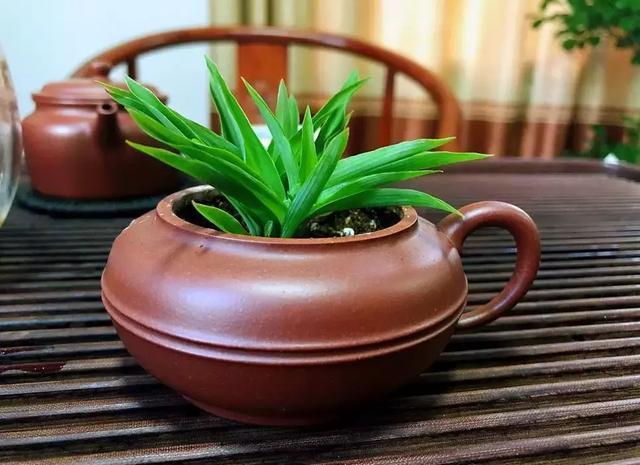 旧茶壶种点花,秒变高端盆景,卖300一个邻居抢着要