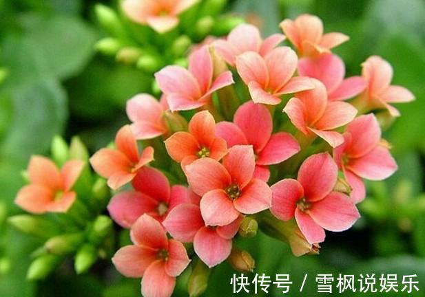 花盆|此花太好养,一根枝条切八段,扔进花盆就开爆,朵朵像牡丹