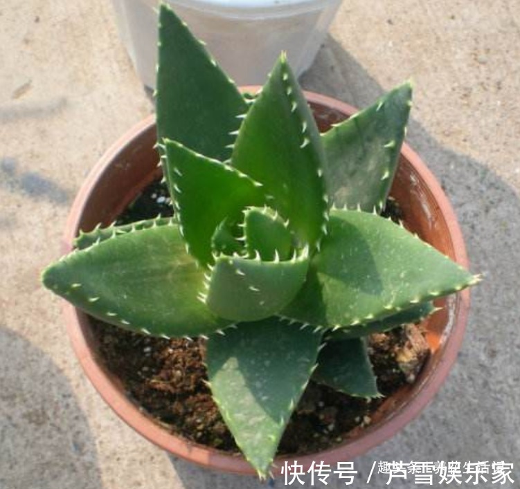 浇水|家中养芦荟,做好这“3点”后,新芽蹭蹭往外冒,叶子爆盆观赏强