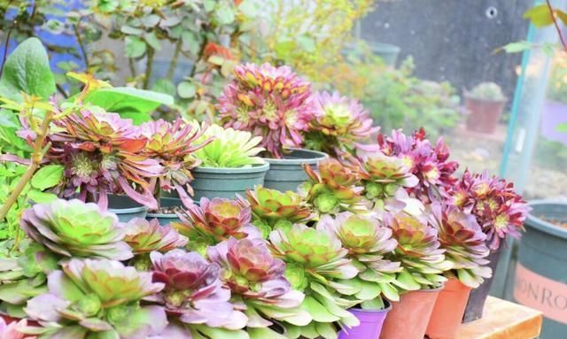 春天养法师,就因为“换了地方”,3天就变色,太漂亮了