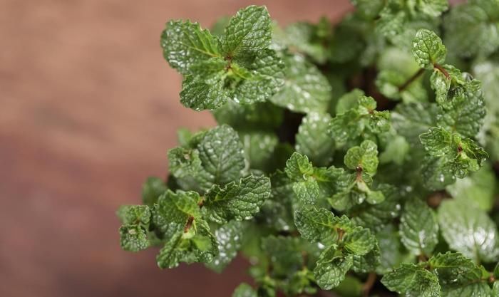 异味|卫生间放这3种“花”，耐阴除臭还杀菌，轻松告别厕所异味