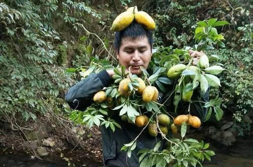  一天可摘上百斤，儿时当零食，如今15元一斤，现在吃正好别错过