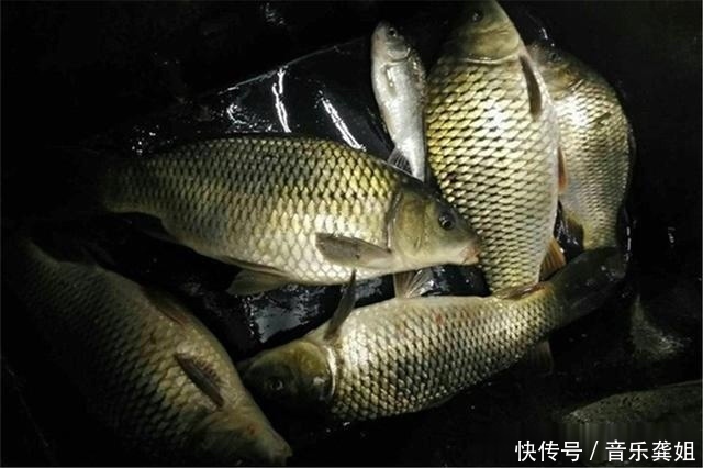 晚春时节鱼好钓,夜钓更比白天强,牢记这几招,狂拉大鱼很容易
