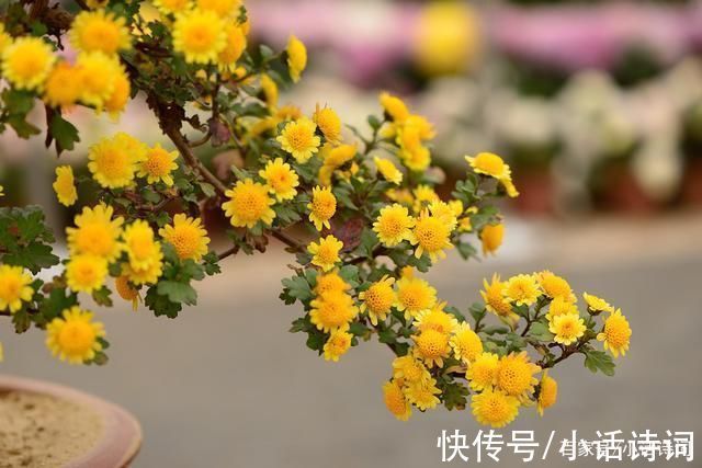 花篮图#戴复古在重阳节写下一首词,城市节日风光跃然纸上,读来耳目一新