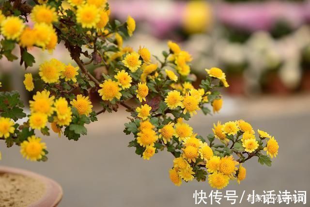 花篮图#戴复古在重阳节写下一首词，城市节日风光跃然纸上，读来耳目一新