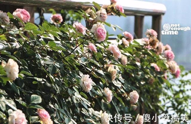 花园|3平米小阳台，也能变花园，有露台、阳台的千万别浪费！