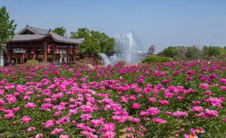 武俊|以花之名，遇见爱！泰山花海的“爱情花”进入盛放期啦