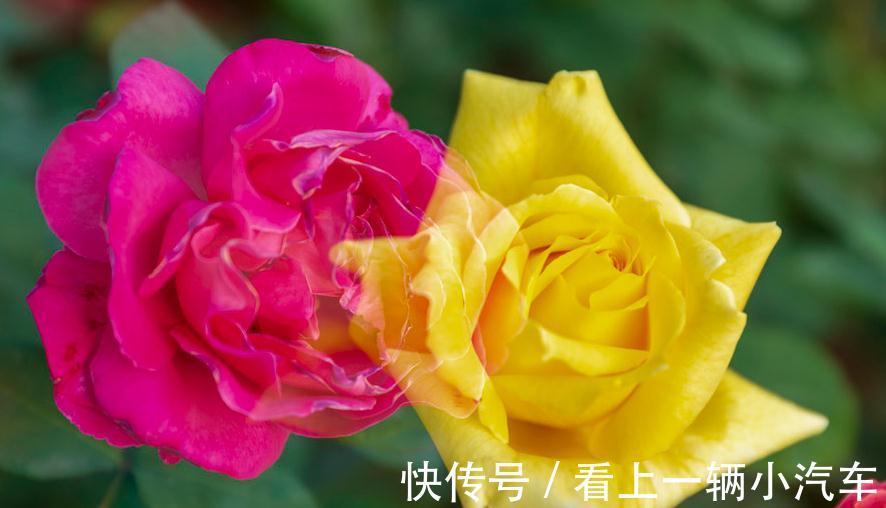 施肥|养月季花不会施肥,根据季节施好肥,生长旺盛花大又鲜艳