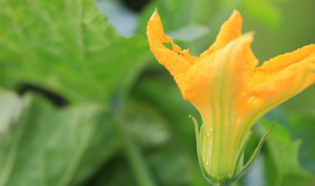 南瓜花|现在最该吃的菜是它了,2元钱一斤,消除疲劳,改善睡眠,防中风