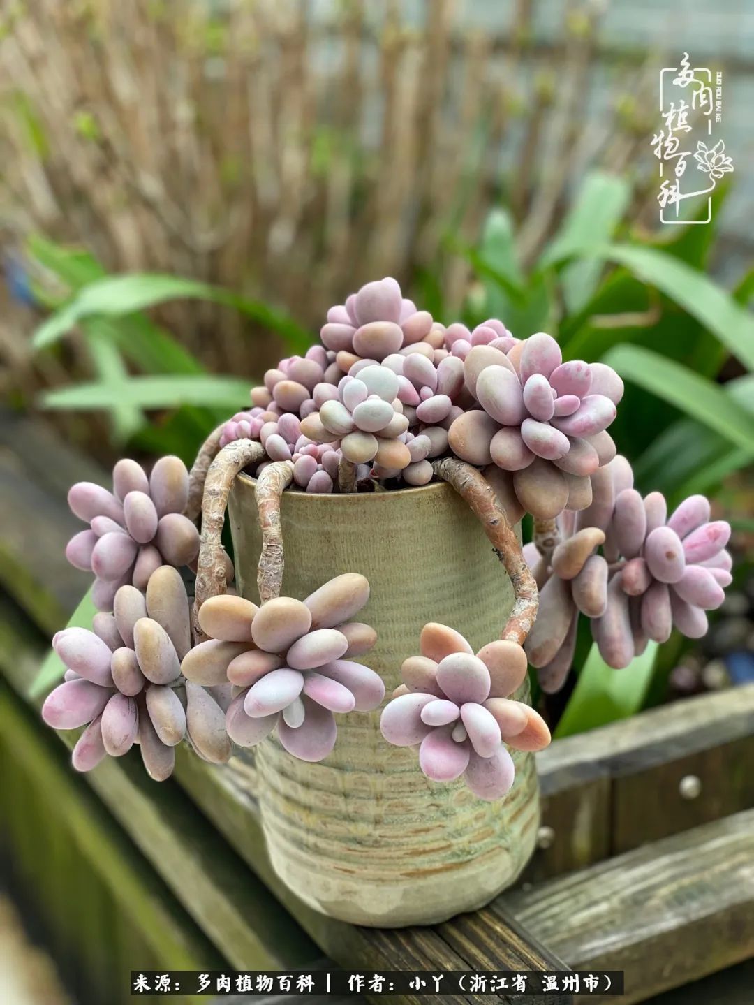 祖上无院家里无矿，一腔浪漫情怀付诸楼顶造花！