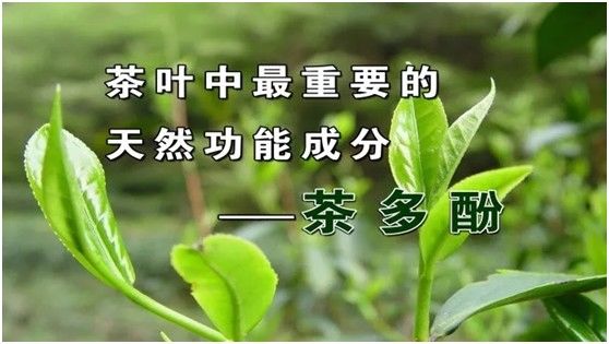 喝茶|茶为“万病之药”，但四季喝茶大有讲究！需掌握“时间表”、“禁忌表”