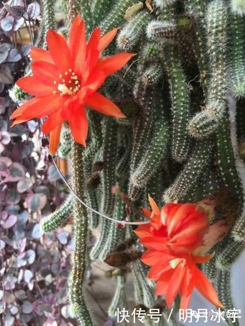 3种花儿“死不了”,花期特别长,一开几个月,是盆栽佳品!