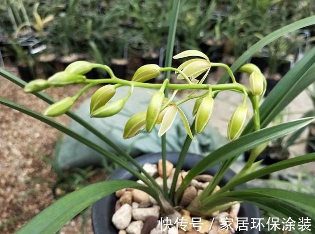 高贵典雅,曾1苗卖万元,如今平民价,花叶带“金边”,值得买