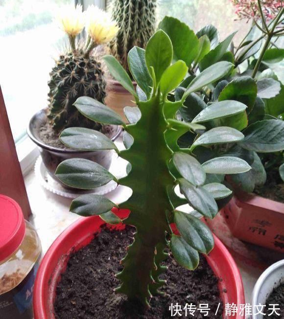 虽然带“刺”,却是好宝贝,养在家中可以镇宅,能净化室内空气
