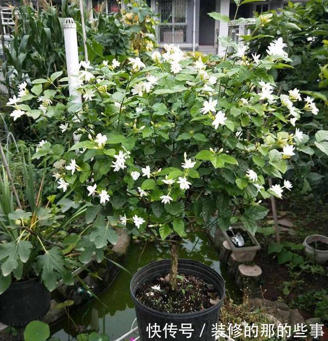 光辉岁月|5种“漂亮花”,40度高温依然爆花球,开花200天,越热花越多