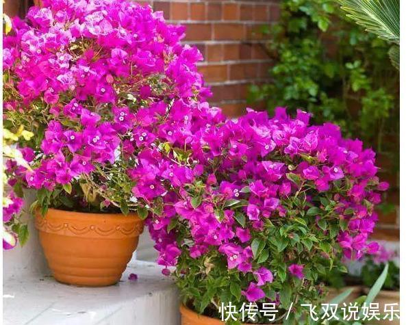 养花|养护三角梅,用“巧劲”,选对了土壤,能省“十年”养花功