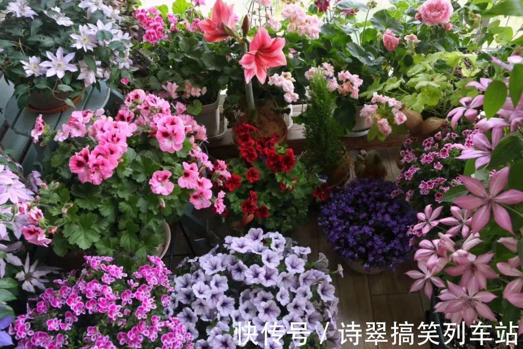 花花|阳台党的烦恼,没有院子,只能挖空心思养花
