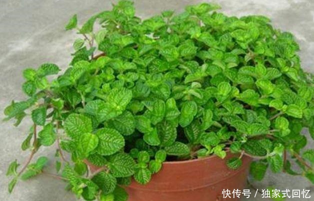 在厕所,养上这“3种”植物,蚊子、臭味越来越少,身体更棒了!