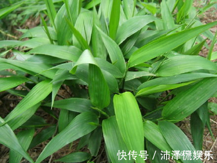 用处|山林里被“埋没”的野草,叶片形似竹叶却用处多,遇到请脚下留情