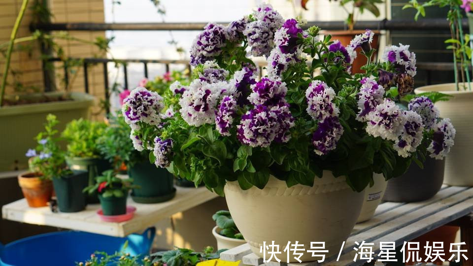 强健|新手养花选这种,好养易活,花美似牡丹,全年开花不停,值得入手