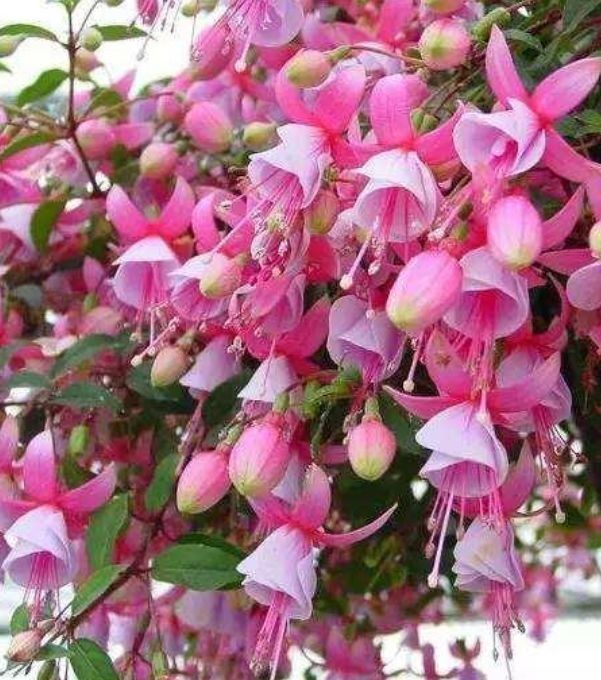 家里养这几款植物,花姿妖娆,花开香飘溢满屋,阳台变温馨花园