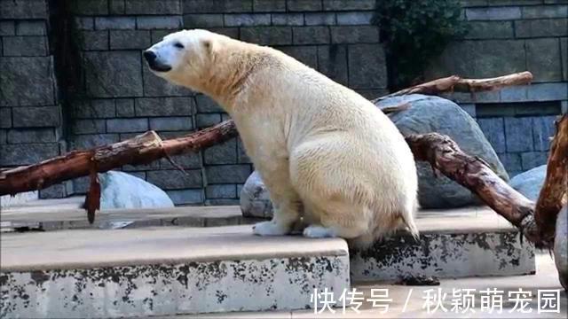 消化率|肉吃多了会便秘？北极熊拉屎为啥痛苦地大吼大叫？