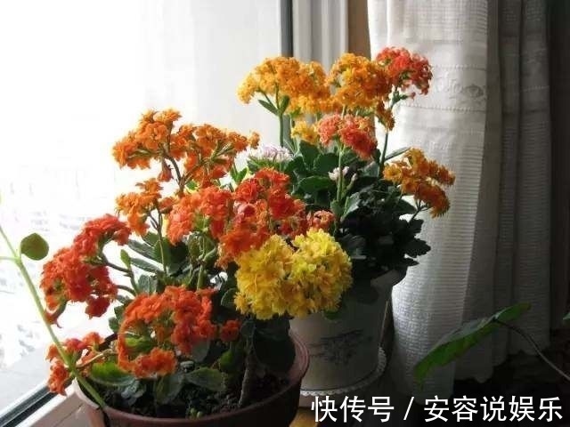 磷酸二氢钾|养了几年的长寿花,不开花,别人的花开满盘,原来是这样!