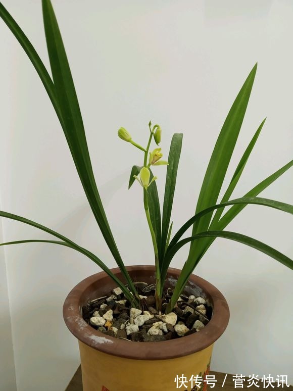 秋天给兰花换盆,盆底垫层“废料”,蹭蹭长出大白根!