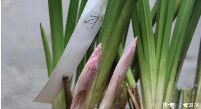 兰花|兰花烂根的原因,怎么治?特别夏季要多注意!