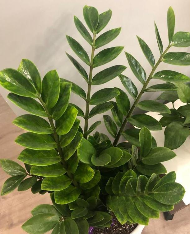 这些镇宅盆景摆放在客厅,可让人身心愉悦,最受富人青睐