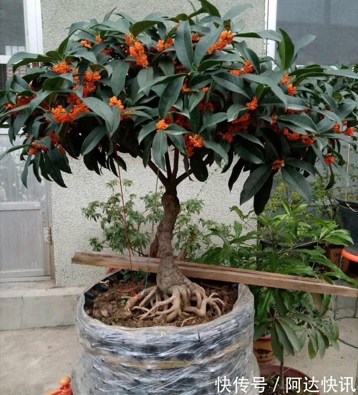 罗汉松|6种“吉祥树”,有地方建议种一棵,能吃能观赏,旺财镇宅样样行