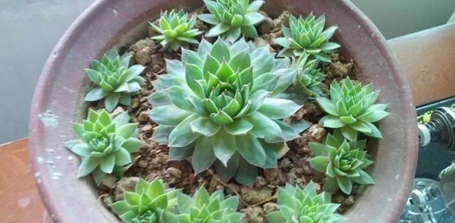 养观音莲,2个小技巧,小芽不断冒,长出一大圈,再不“穿裙子”