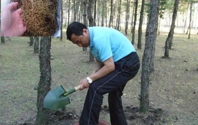 养花|压箱底的养花绝活,种花用这三种“黄金土”,不爆盆来找我