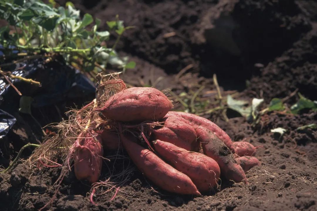 健康食品|别只知道吃烤红薯!换种吃法功效翻倍,不胀气、助长寿!