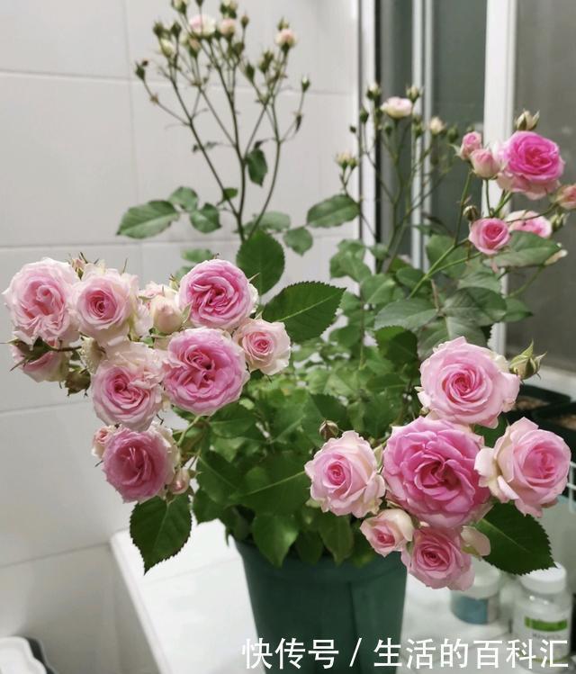 鸡粪|听老花匠说:用3种肥料养花,养啥旺啥,关键不要嫌脏