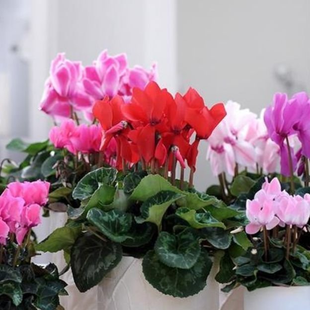 3种花好养又漂亮，花朵大花期长，比牡丹还美，年年开花美翻