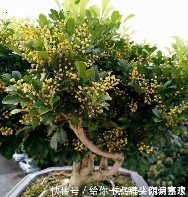 4种“香水花”,选一种养家里,晒晒太阳,满屋香水味,又香又美