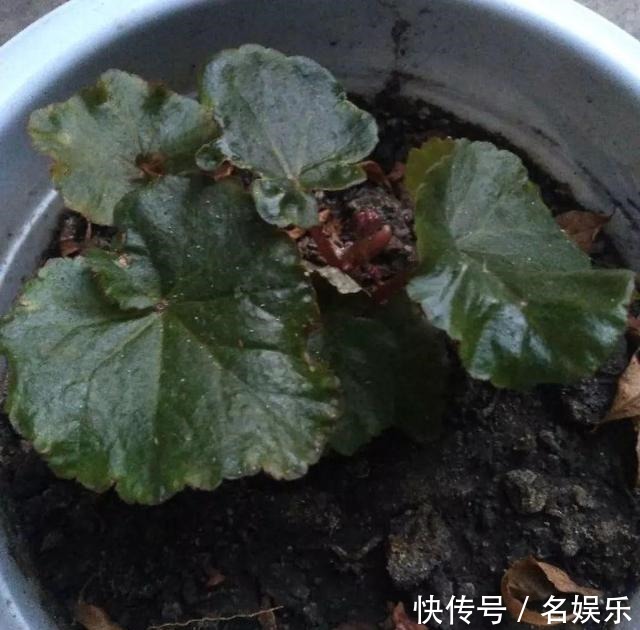 8种花现在赶紧剪,剃光头撸光叶,越狠越爆盆