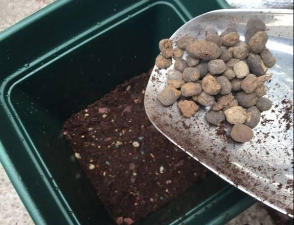 养花技巧花草换盆不懂这3点难怪换完盆就黄叶枯死