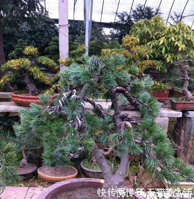 都说这种树很贵!其实剪根“枝条”,埋土里就能长,不用花钱买!