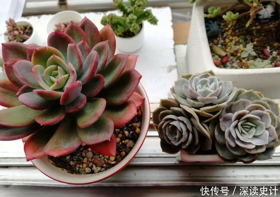 春天养多肉,只需做四件事,叶片肥美又鲜艳,非常好看