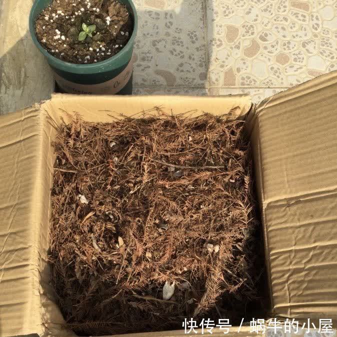 花盆|松针怎么养花？有3种方法，盆土更肥沃了，花草旺盛