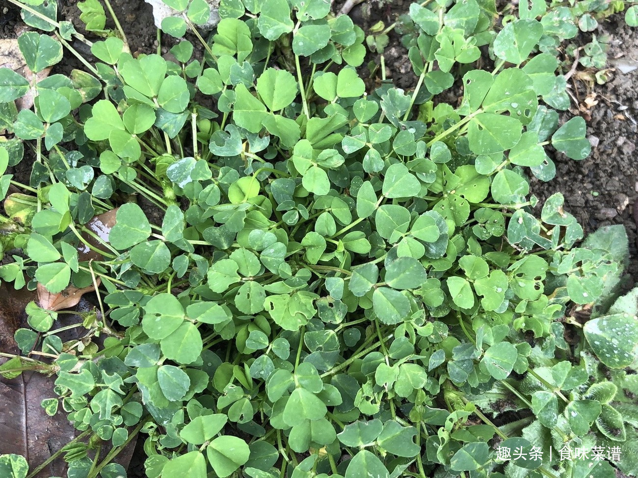 马齿苋|此8种野菜不用花钱买,来认识一下,营养高味道好,错过等明年了