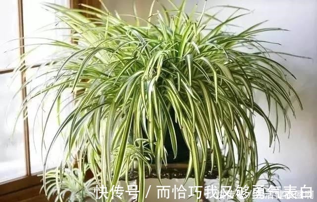 紫吊兰|这“4种”吊兰，你肯定没见过，养一盆在家，谁见谁稀罕！