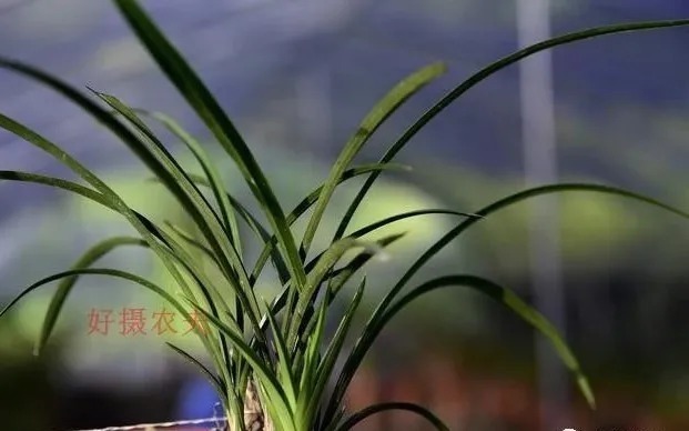 种植|兰花生命力很强,决定能否种植成活的,并不是土壤与肥料