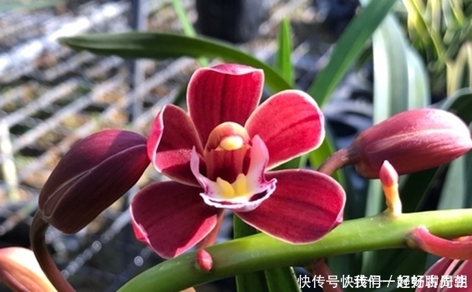 超迷人的4种花,花色超美,一年开花多次,你值得拥有