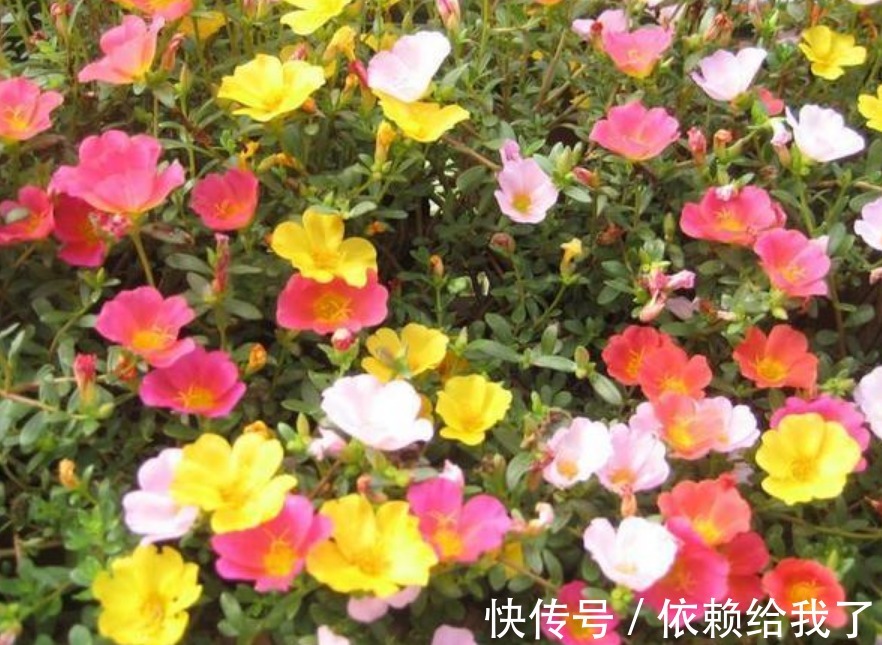 家里养上“4种花”,直接变成小花园,开花一茬茬,太漂亮!