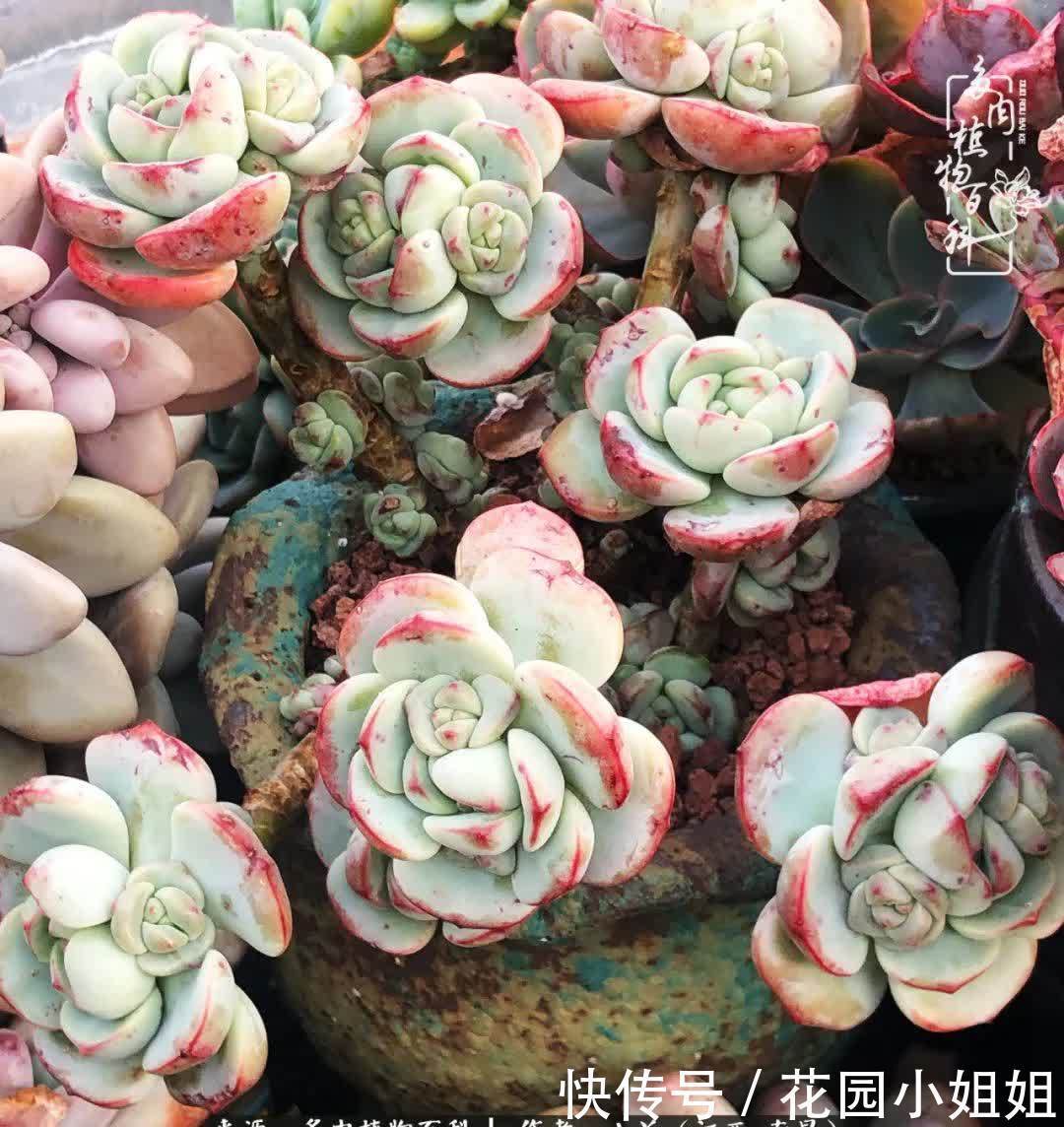 我的多肉宝宝美图，愿能给大家带来一丝轻松与愉悦！