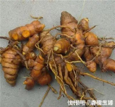 黄姜|农村山上一种“黄金”农村人都不吃,城里人稀罕的很